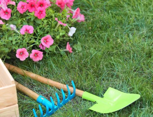 Caring for your lawn in Spring