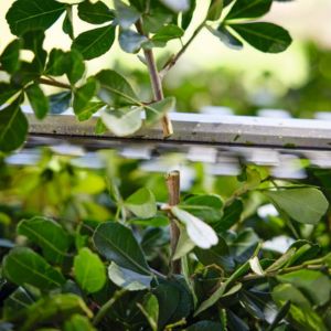 a hedge trimmer cutting a shrub