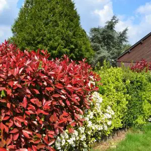 a variety of hedges in a garden