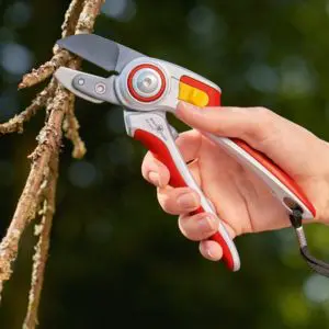 anvil secateurs cutting a woody stem
