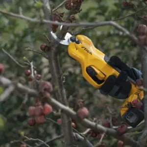 yellow cordless pruners cutting small branches on a tree