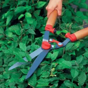 shears cutting a hedge