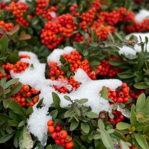 red berries and snow on a winter plant