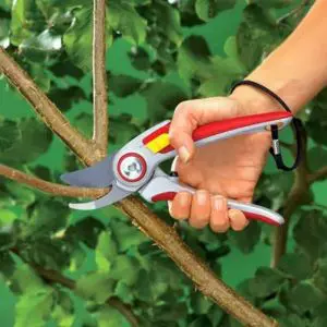 someone using the Wolf-Garten Professional Bypass Secateurs for winter pruning
