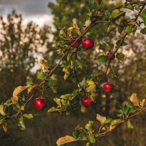 an apple tree with red apples growing on it