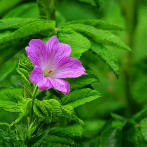 a pink geranium and bright green foliage