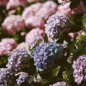 pink and purple hydrangeas