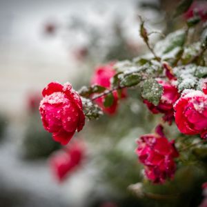 red roses in winter