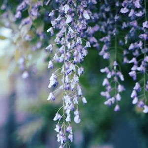 wisteria
