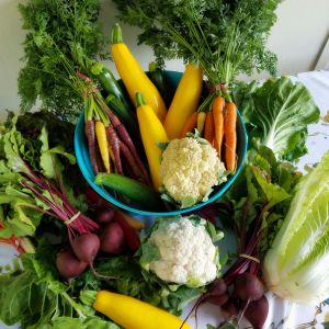 a basket of freshly harvested carrots, peppers, onions and salad leaves