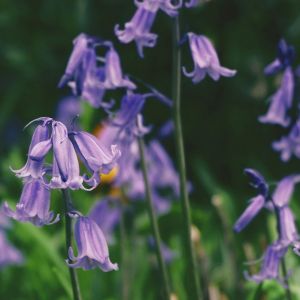 bluebells