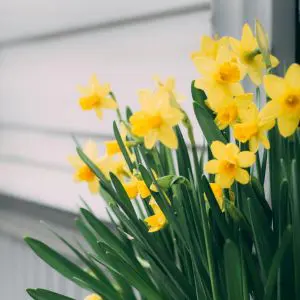 daffodils growing outside a white building