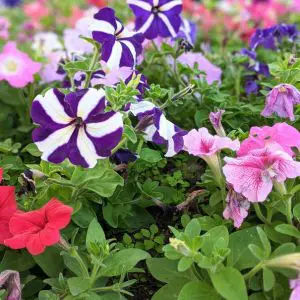 a selection of colourful petunias