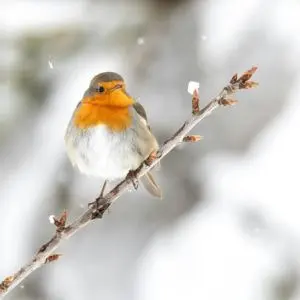 a robin sat on a small branch, in a winter garden