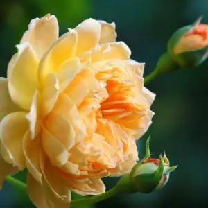 a peach-coloured rose and two rose buds