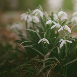 snowdrops