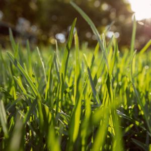 a close up of a lawn with mulch on it