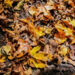 yellow and brown fallen leaves on the ground
