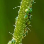 aphids on the stem of a plant