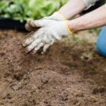 someone wearing gardening gloves, handling soil