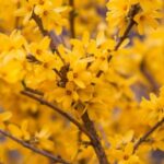 forsythia growing in a spring garden