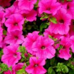pink petunias growing a in a spring garden