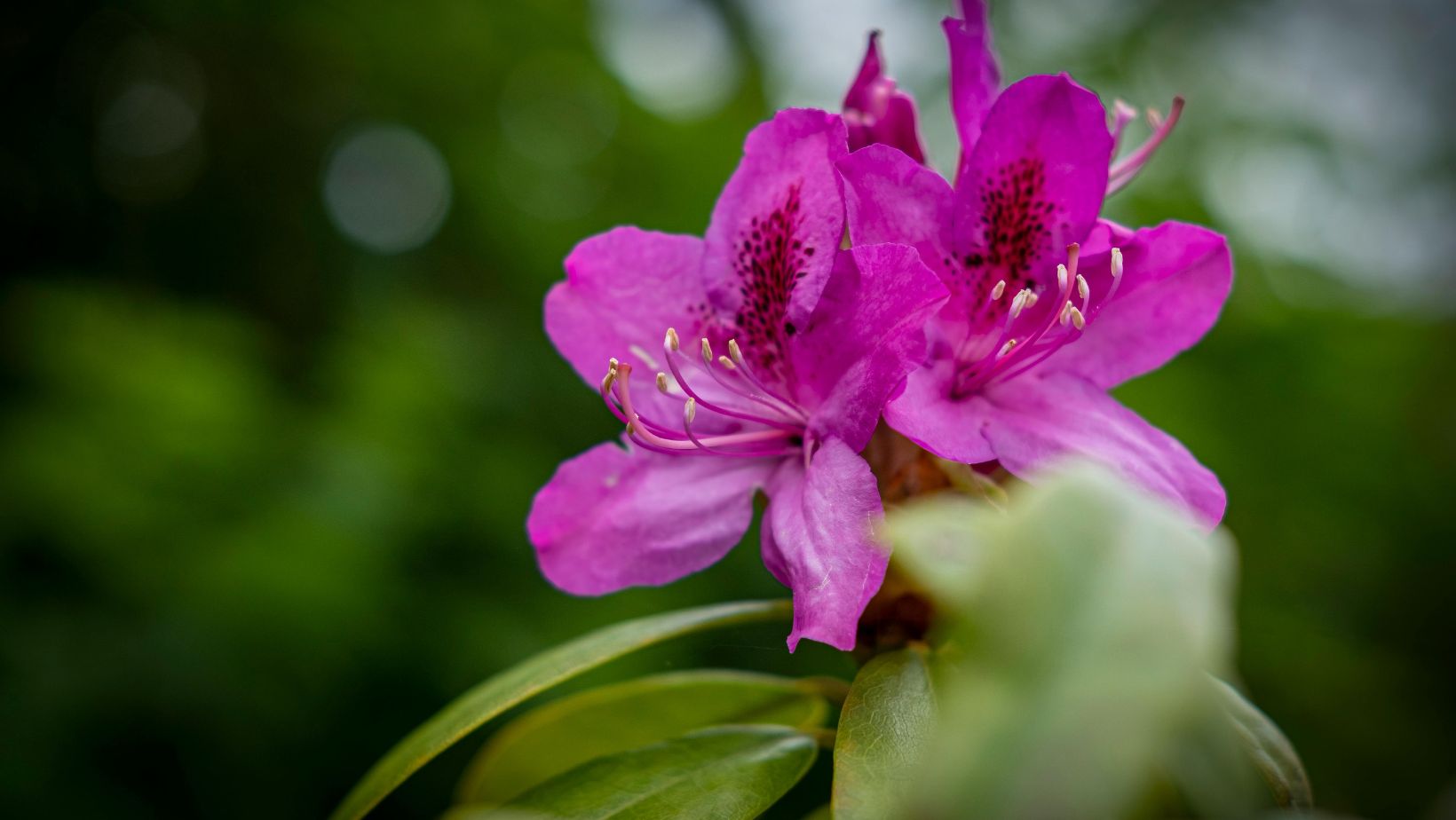 pink azaleas blooming in a spring garden