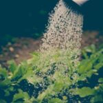 a close up of plants being watered, using a watering can