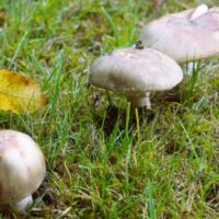 fungi growing on a lawn in spring