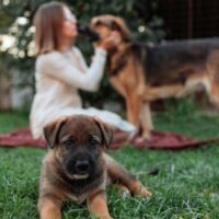 a dog sat on a lawn, looking into the camera, with a woman sat on a rug, making a fuss of another dog, in the background