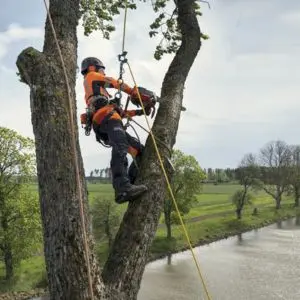a man wearing full PPE and harness, half way up a tree, using the Husqvarna T540 XP® Mark III Petrol Chainsaw to prune a branch