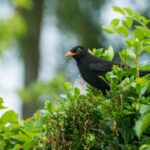 a blackbird on top of a hedge