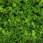 a close up of box hedging