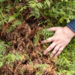 a close-up of someone's hand revealing brown patches on a conifer