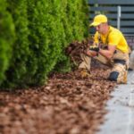 a man dressed in a yellow t-shirt and cap, applying mulch underneath a hedge