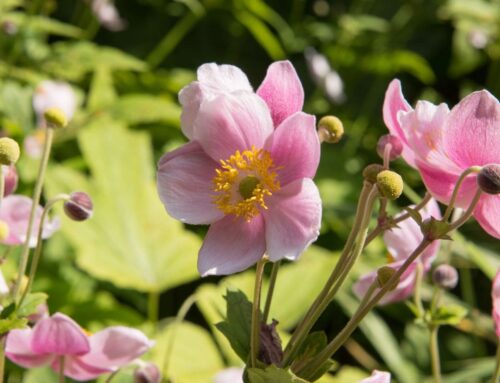 10 Things to Do Now to Prepare Your Garden for Autumn