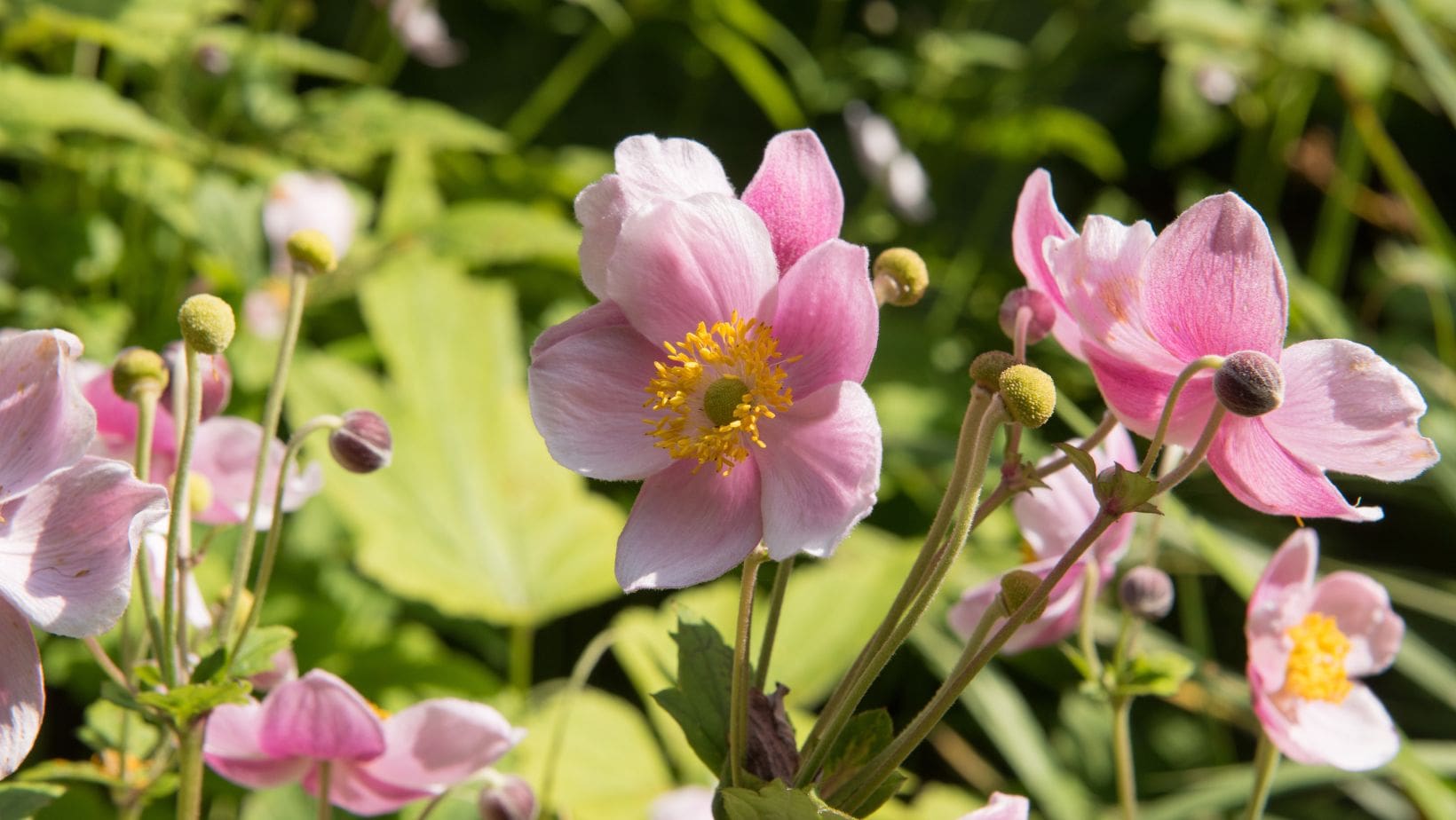 Japanese Anemone