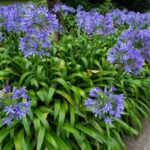 agapanthus next to a garden path