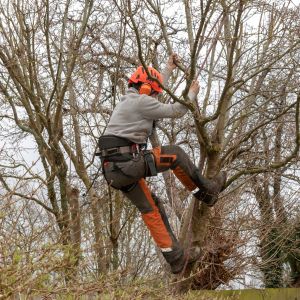 an arborist wearing an orange helmet, climbing a tree