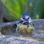 a blue tit in a bird bath