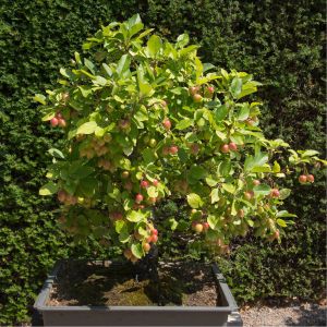 a small, bushy crab apple tree in a black container, in a garden