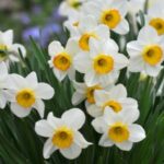 lots of white daffodils 