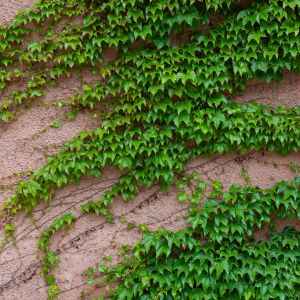 ivy growing on a wall