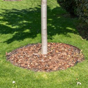 a close up of a small tree's trunk, surrounded by mulch, positioned on a lawn