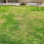 a patchy, sun-scorched lawn in front of a house
