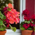 red pelargoniums in 2 terracotta plant pots, sat on a windowsill 