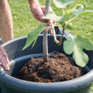 someone in a garden, putting a small tree in a black pot