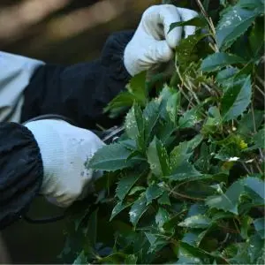 someone pruning a holly bush