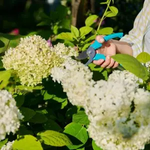 someone pruning white hydrangeas 