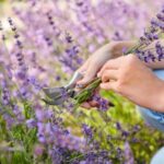 someone pruning lavender
